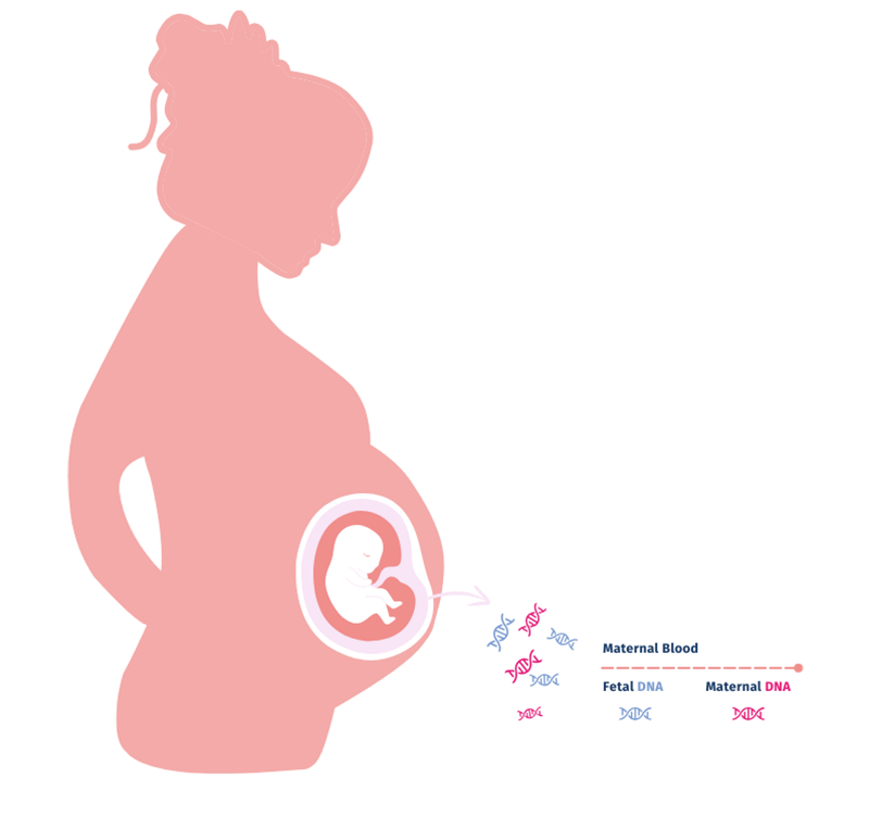 cell-free fetal DNA